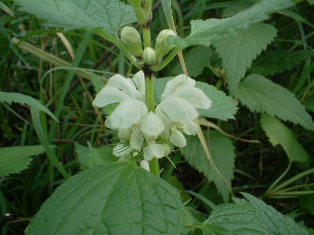 Lamium album / Falsa Ortica bianca